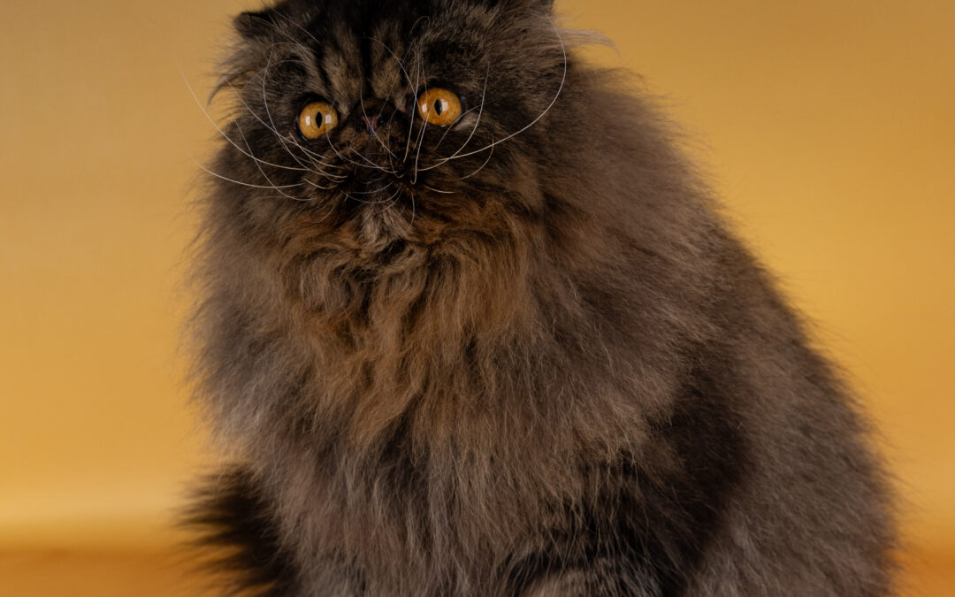 chat1
