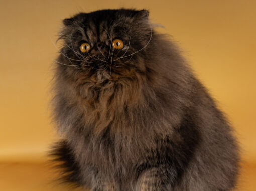 chat1